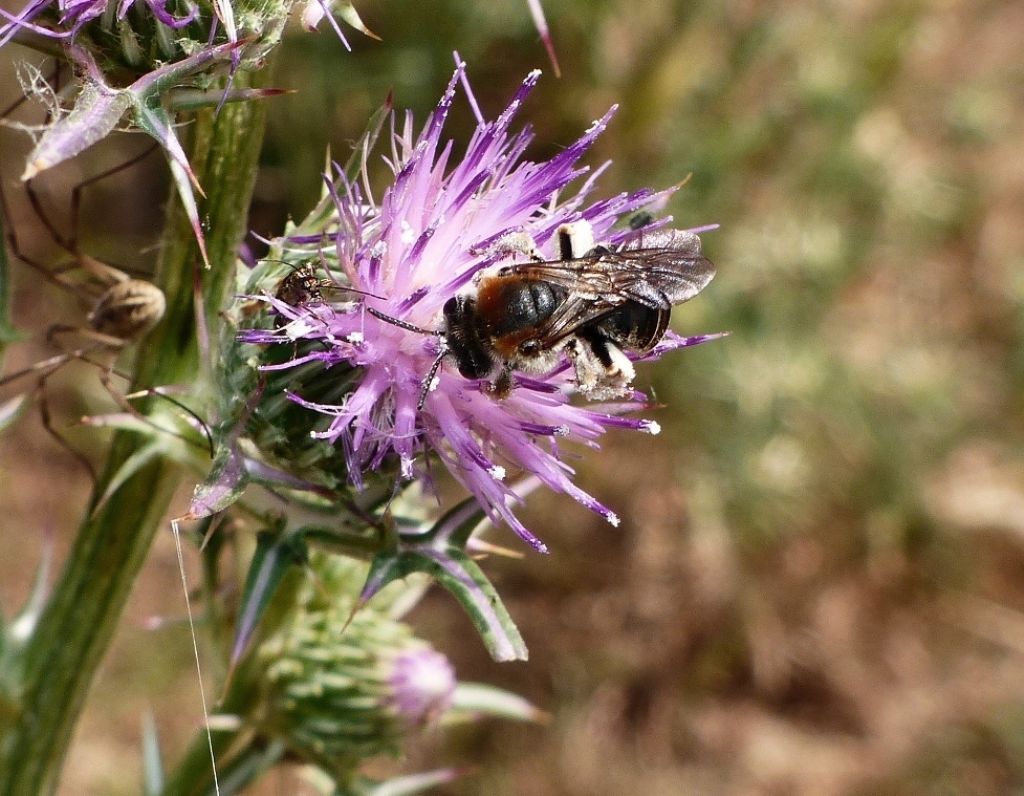 Apidae Anthophorinae: Eucera sp.